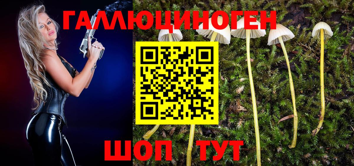 Городец  Галлюциногенные грибы Cubensis  Галлюциногенные грибы Psilocybe  Вход с VPN 